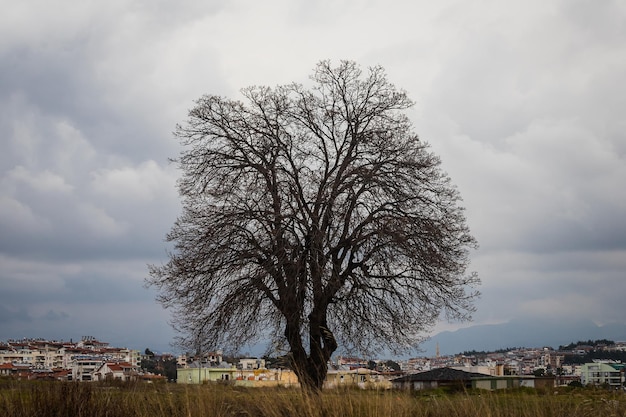 Un immense arbre sans feuilles sur fond de ville et de nuages orageux