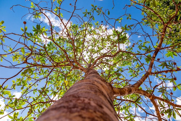 Immense arbre avec vue en perspective ascendante