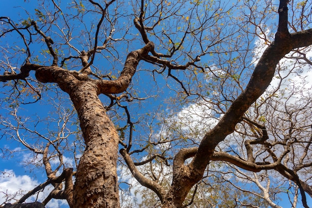 Immense arbre avec vue en perspective ascendante