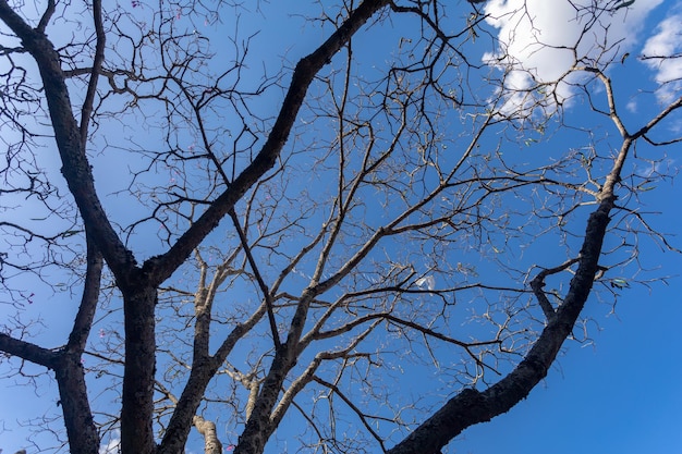 Immense arbre avec vue en perspective ascendante