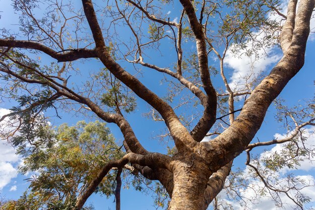 Immense arbre avec vue en perspective ascendante