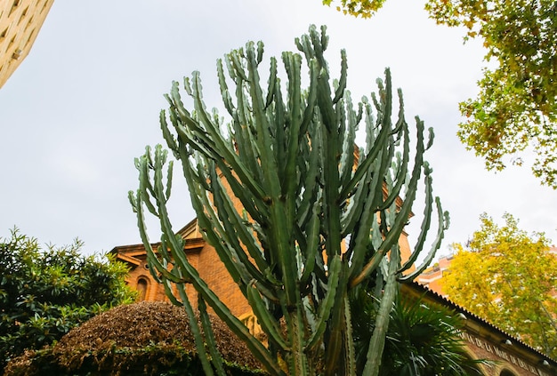 Immense cactus poussant dans les rues de Barcelone Nature espagnole