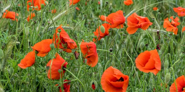 Immense champ de fleurs de pavot rouge