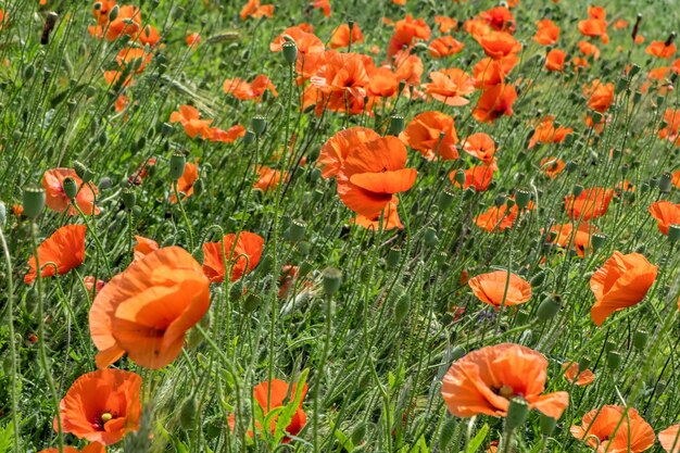 Immense champ de fleurs de pavot rouge