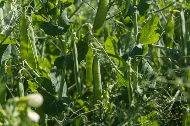 Immense champ de pois verts