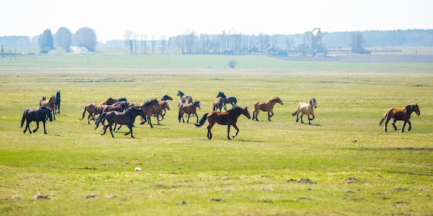 Immense troupeau de chevaux sur le terrain race de cheval de trait biélorusse symbole de liberté et d'indépendance