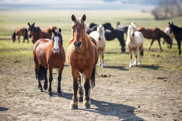 Immense troupeau de chevaux sur le terrain race de cheval de trait biélorusse symbole de liberté et d'indépendance