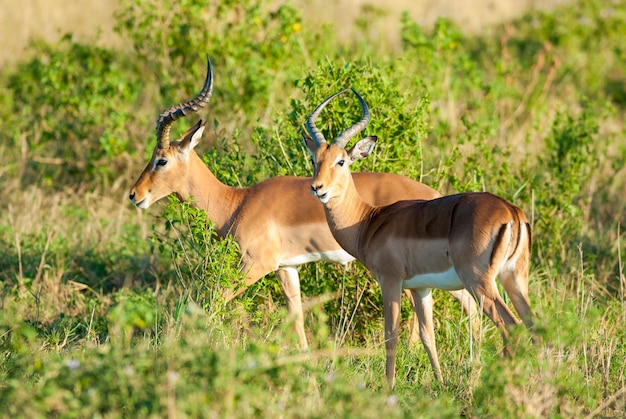 Impala broutant le Parc National Kruger en Afrique du Sud