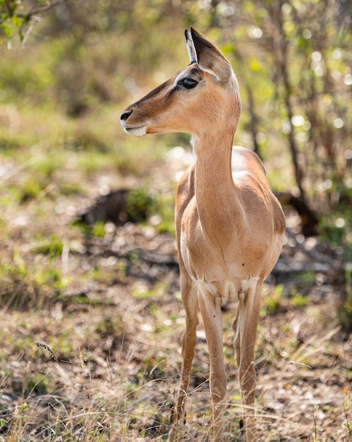 Impala femelle Aepyceros melampus portrait