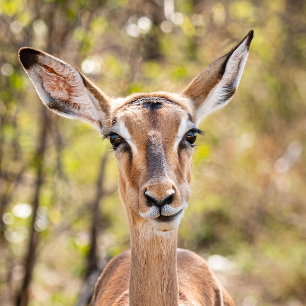 Impala femelle Aepyceros melampus portrait