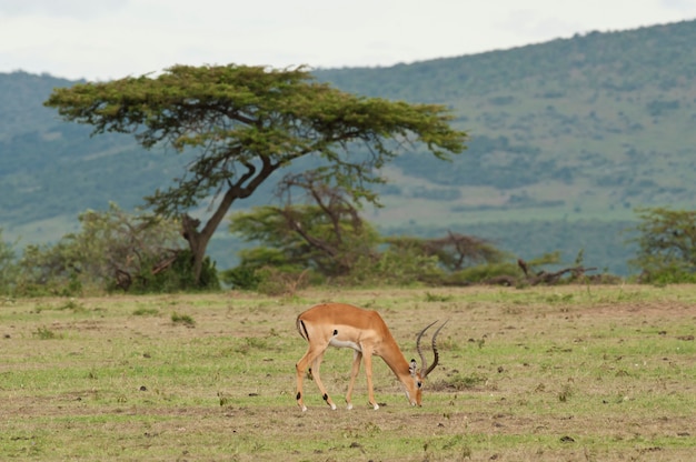 Impala grignotant dans la savane