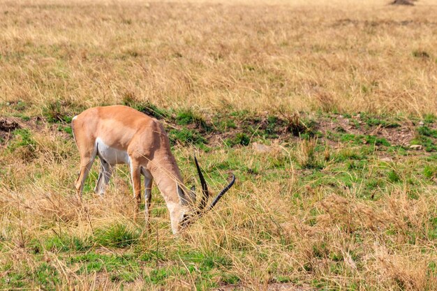 Impala mâle Aepyceros melampus paissant dans la savane sèche du parc national du Serengeti en Tanzanie