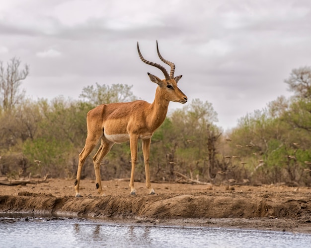 Impala mâle debout sur le rivage