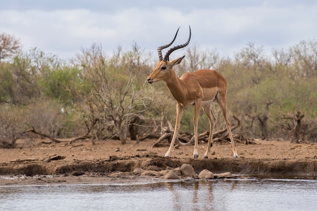 Impala mâle debout sur le rivage