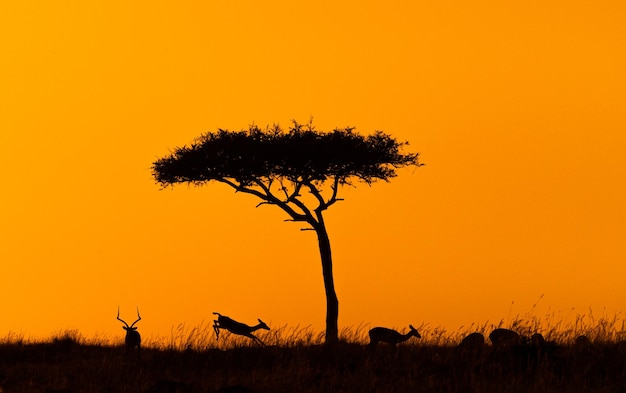 Photo impala sautant au coucher du soleil africain d'or