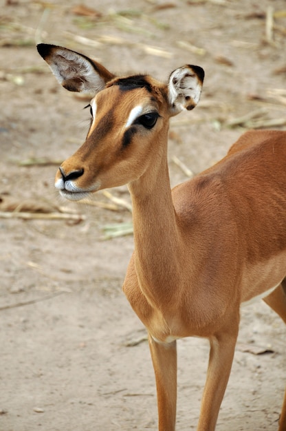 Photo impala