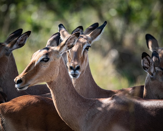 Impalas Aepyceros Melampus dans le parc national Kruger