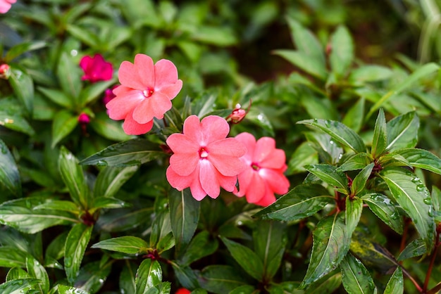 Impatiens hawkeri ou les fleurs d'impatiens de Nouvelle-Guinée poussant Da Lat au Vietnam