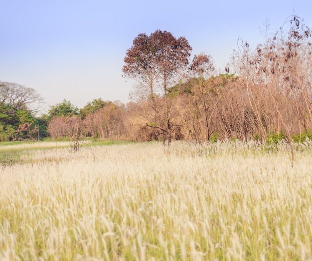 Imperata cylindrica Beauv de l&#39;herbe des plumes dans la nature