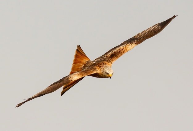 Impressionnant oiseau de proie en vol