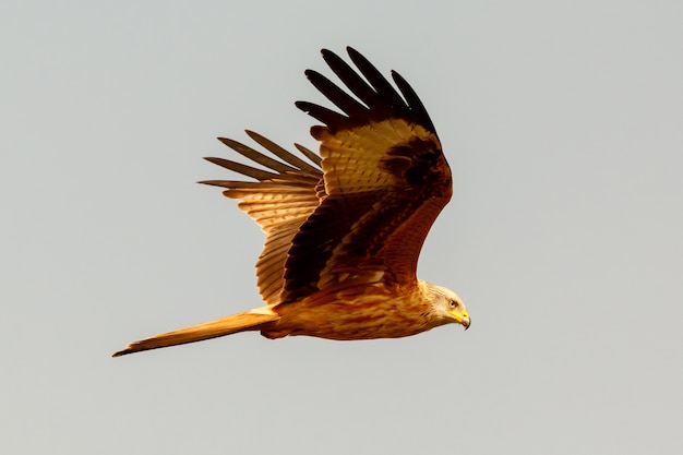 Impressionnant oiseau de proie en vol