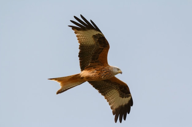 Photo impressionnant oiseau de proie en vol