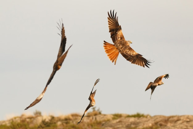 Impressionnant oiseau de proie en vol