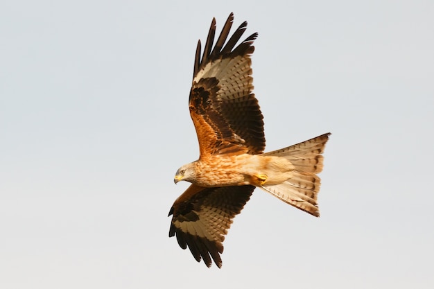 Impressionnant oiseau de proie en vol