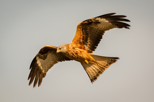 Impressionnant oiseau de proie en vol