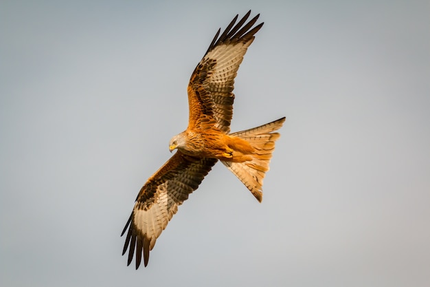 Impressionnant oiseau de proie en vol