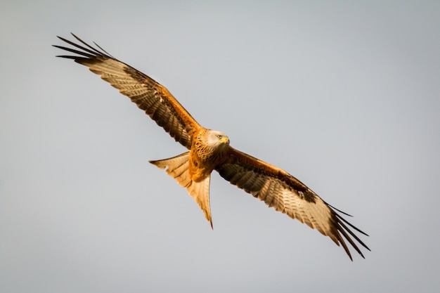 Impressionnant oiseau de proie en vol