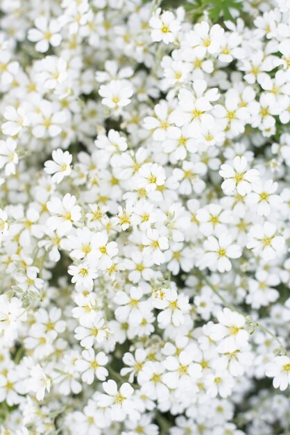 Photo imprimé floral ou fond de fleurs de jaskolka blanches en été dans le jardin. floraison rapide des fleurs couvre-sol