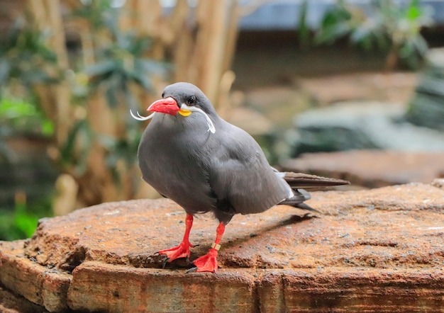 Inca Larosterna au zoo Artis d'Amsterdam en été