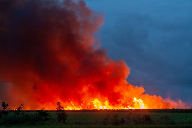 Incendie dans le champ de canne à Mamanguape Paraiba Brésil