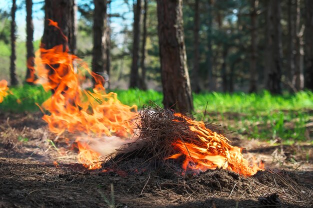 Incendie dans une forêt fait par quelqu'un. Flamme pour l'heure du pique-nique au printemps