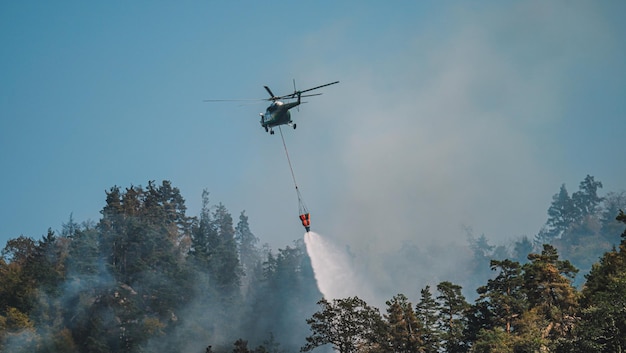 Incendie dans la forêt. Fort feu et brouillard dans la forêt