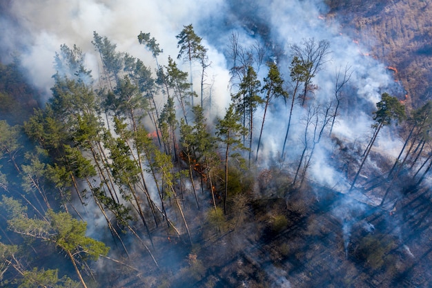 Incendie dans la forêt, région de Jytomyr, Ukraine.