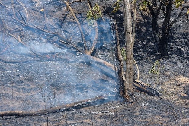 Incendie de forêt et arbres brûlés dans la forêt atlantique brésilienne Santa Rita Paraiba Brésil