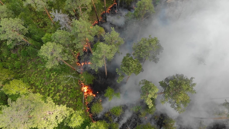 Photo les incendies de forêt brûlent violemment