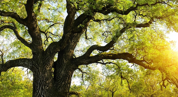 incroyable arbre majestueux avec le reflet du soleil dans une prairie en haute résolution et la netteté concept de la nature