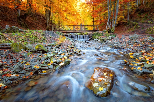 Incroyable automne dans la forêt arbres colorés petit pont en bois et rivière rapide avec des pierres paysage d'automne