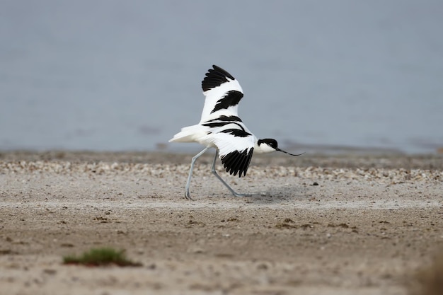 Incroyable avocette élégante Recurvirostra avosetta