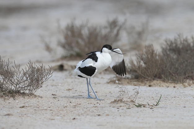 Incroyable avocette élégante Recurvirostra avosetta