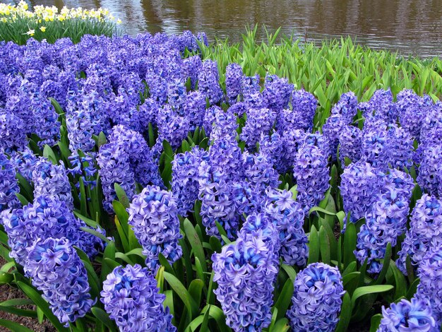 Incroyable beau champ de jacinthes violettes bleues. Beau fond floral de jacinthes bleues printanières