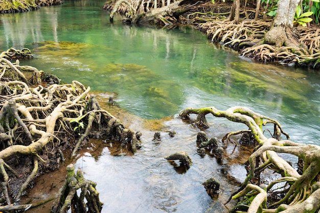 Incroyable canal émeraude cristallin avec forêt de mangrove à Thapom Krabi Thaïlande, la piscine Emerald est une piscine invisible dans la forêt de mangrove.