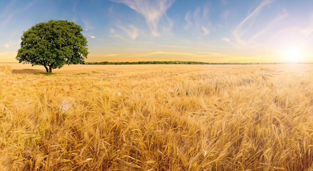 Photo incroyable champ de blé jaune avec un beau ciel bleu en haute résolution et la netteté