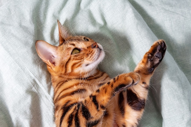 Incroyable chat Bengal domestique reposant sur le lit. Vue de dessus du jeune chat. Animal de compagnie reposant sur le lit du propriétaire.