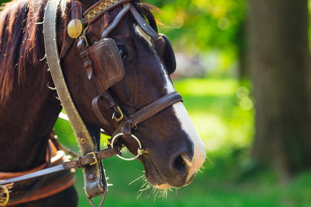 Photo incroyable cheval brun avec bride dans le parc