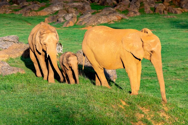 Photo incroyable famille d'éléphants. maman, papa et le fils