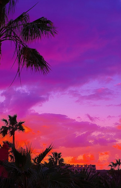 Incroyable fond d'écran coloré de ciel et de palmiers au coucher du soleil. Ambiance de voyage tropical de vacances rêveur minimaliste. Les îles Canaries. Fuerteventura